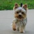 Groomer_Kiev