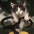 CrazyCat