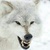 White_Wolf