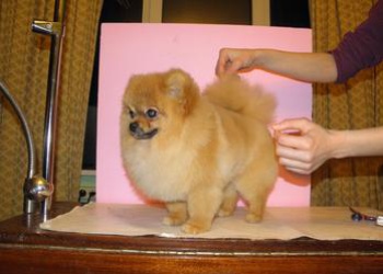 Groomer_Kiev