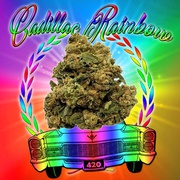 cannabiswordlifeconnect