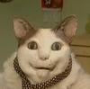 macnook